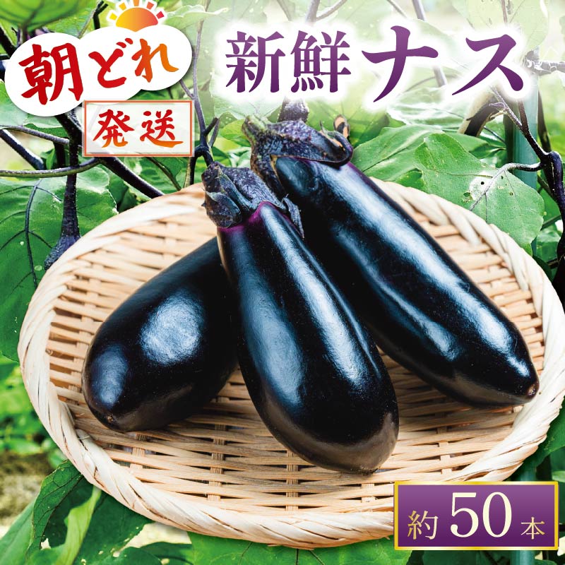 [2025年10月下旬より発送]安田町産新鮮ナス20-24本の定期便 2回発送 2か月 2回 定期便 ナス 20本以上 野菜 茄子 産地直送 早期予約 季節限定 夏野菜 ふるさと納税茄子 ふるさと納税なす 高知 安田町TR-2000