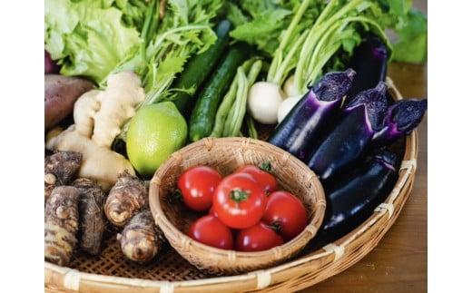 安心で美味しい 季節 お野菜6回 定期便コース 定期便 6回 6か月 半年 野菜 詰め合わせ セット 毎月 6?8品 旬の野菜 やさい ベジタブル キット 季節野菜  国産 人気 半年間 季節 旬 新鮮 定番 やさい 高知県 安田町 MR-04