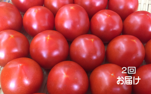 安田町産 新鮮トマト 2kg 定期便 2回 採れたて 新鮮 トマト 2kg 2回 2ヶ月 定期便 農家直送 甘い 濃厚 美味しい 完熟 国産 常温 おかず 惣菜 高知県 安田町 TR-23
