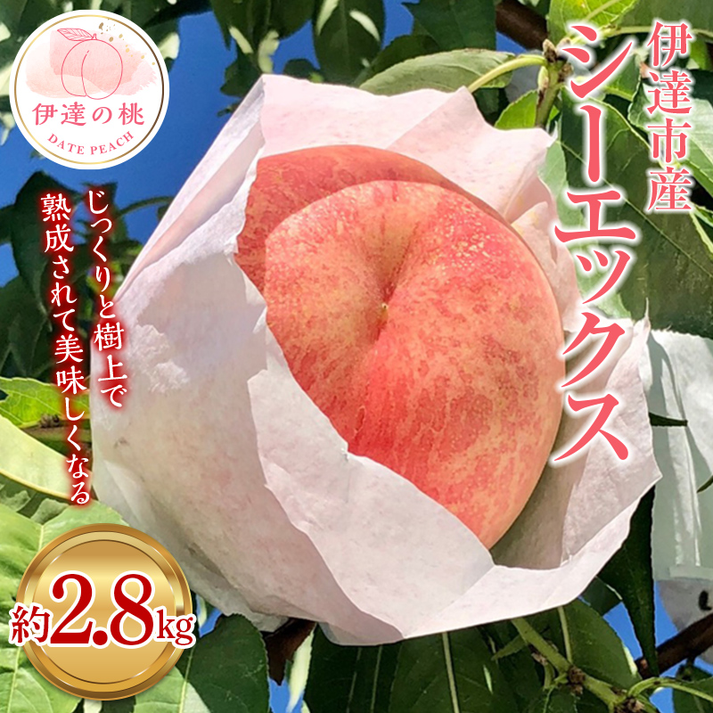 【2026年出荷分先行予約】福島県産 シーエックス 約2.8kg (6～10玉) あかい果樹園 大玉 固め 伊達の桃 桃 フルーツ 果物 もも モモ momo F20C-444