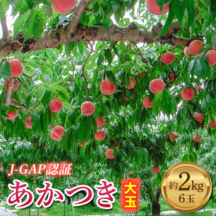 JGAP認証 福島県産 あかつき 大玉 約2kg 2025年出荷分 先行予約 2025年7月下旬〜2025年8月上旬発送 予約 伊達の桃 桃 もも モモ 果物 くだもの フルーツ 名産品 国産 食品 デザート 果実 F20C-587