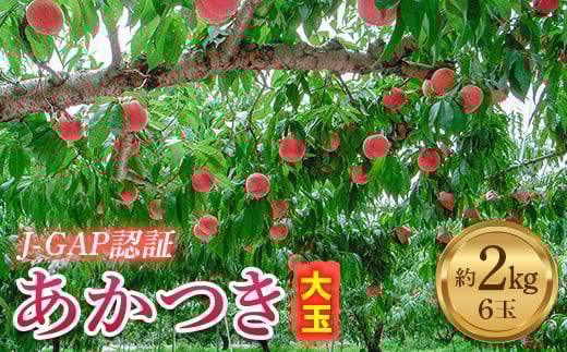 JGAP認証 福島県産 あかつき 大玉 約2kg 2025年出荷分 先行予約 2025年7月下旬〜2025年8月上旬発送 予約 伊達の桃 桃 もも モモ 果物 くだもの フルーツ 名産品 国産 食品 デザート 果実 F20C-587