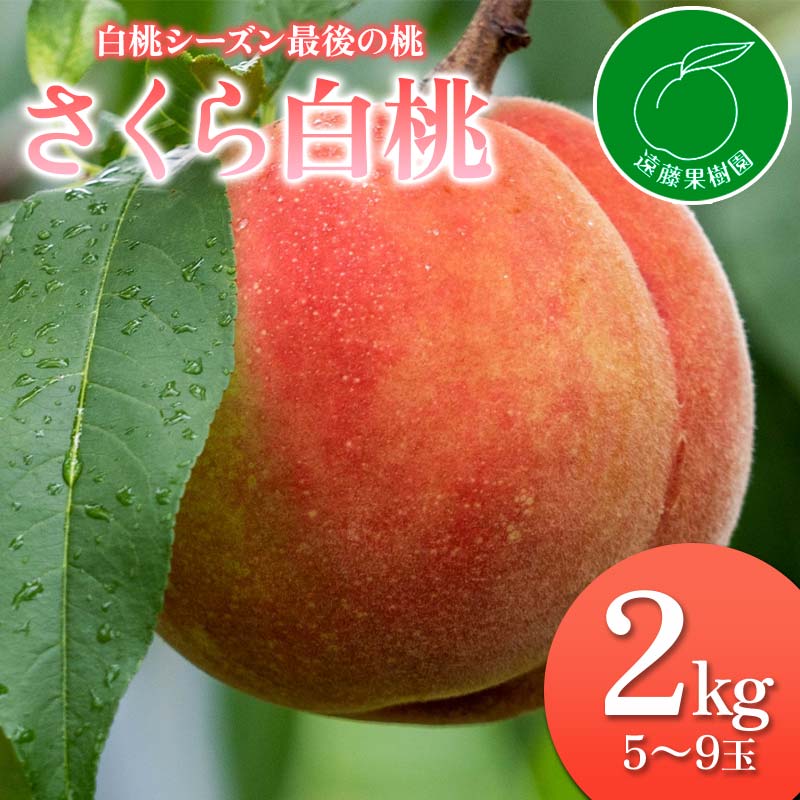 福島県産 さくら白桃 2kg 2025年出荷分 先行予約 2025年9月上旬～2025年9月中旬発送 大玉 固め 白桃 伊達の桃 桃 もも モモ 果物 くだもの フルーツ 国産 食品  デザート 果実 F20C-833