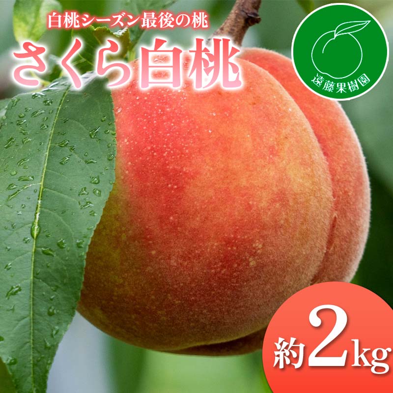 【2026年出荷分先行予約】福島県産 さくら白桃 約2kg (5~9玉) 遠藤果樹園 大玉 固め 白桃 伊達の桃 桃 フルーツ 果物 もも モモ momo F20C-833