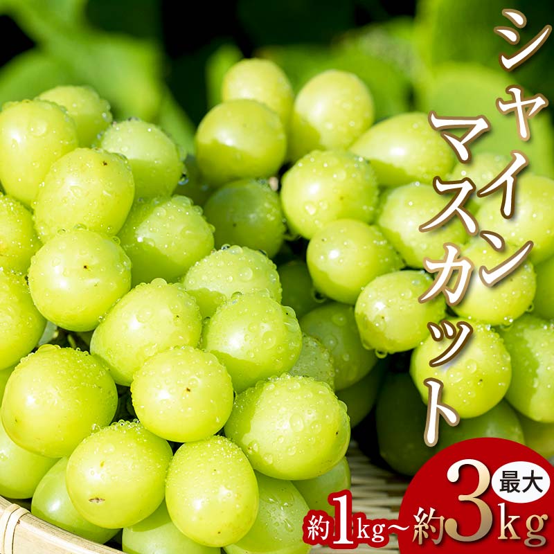 <2026年秋発送分先行予約>大人気!復活!伊達市産 シャインマスカット 約1kg (2~3房)フルーツ 果物 ぶどう マスカット デザート 福島県 伊達市  F20C-655