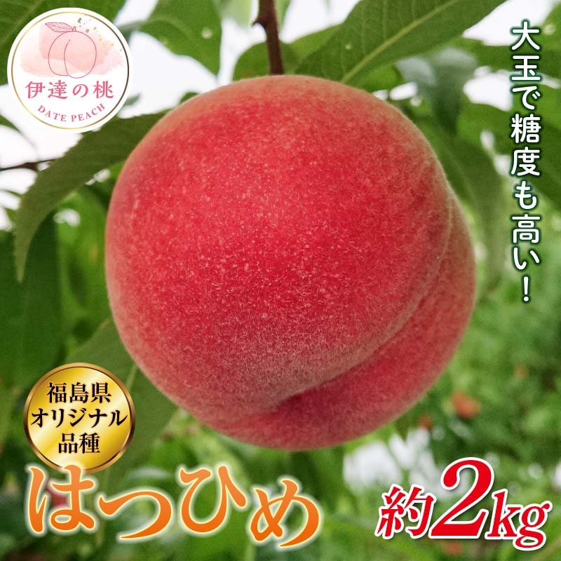 【2026年出荷分先行予約】福島県産 はつひめ 約2kg (7～10玉) 斎藤果樹園 オリジナル品種 伊達の桃 桃 フルーツ 果物 もも モモ momo F20C-371