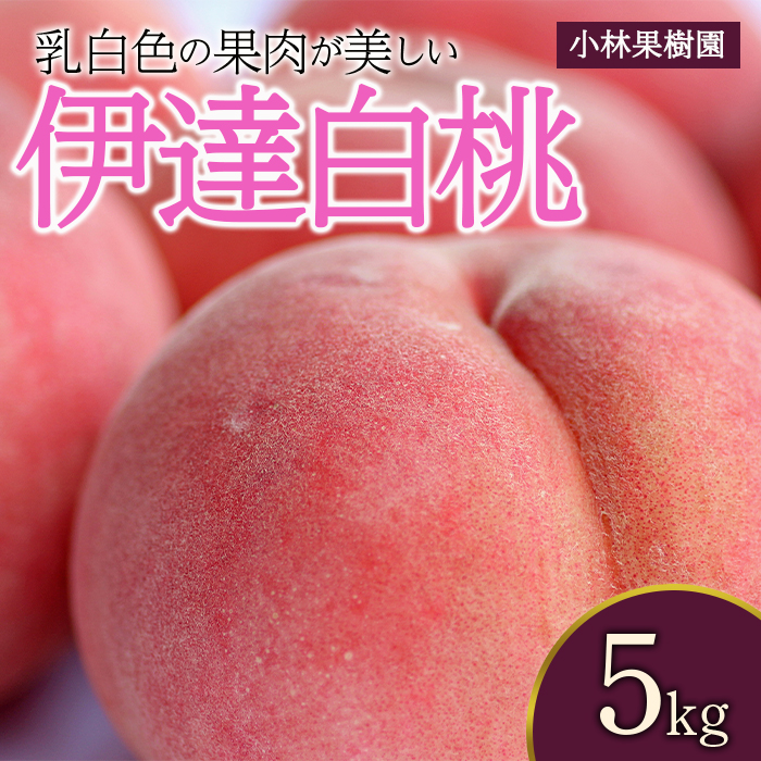 福島県産 伊達白桃 5kg 2025年9月上旬〜2025年9月中旬発送 2025年出荷分 先行予約 白桃 大玉 伊達の桃 桃 もも モモ 果物 くだもの フルーツ 国産 食品 デザート 果実 F20C-593