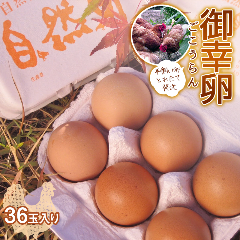 平飼い卵 とれたて発送「御幸卵(ごこうらん)」36玉入り 伊達市 福島県 国産 養鶏場直送 卵 たまご 玉子 生卵 鶏卵  F20C-619