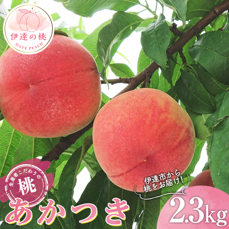 福島県産 あかつき 2.3kg 2025年7月中旬〜2025年8月上旬発送 2025年出荷分 先行予約 伊達の桃 桃 もも モモ 果物 くだもの フルーツ 名産品 国産 食品 デザート 果実 F20C-783