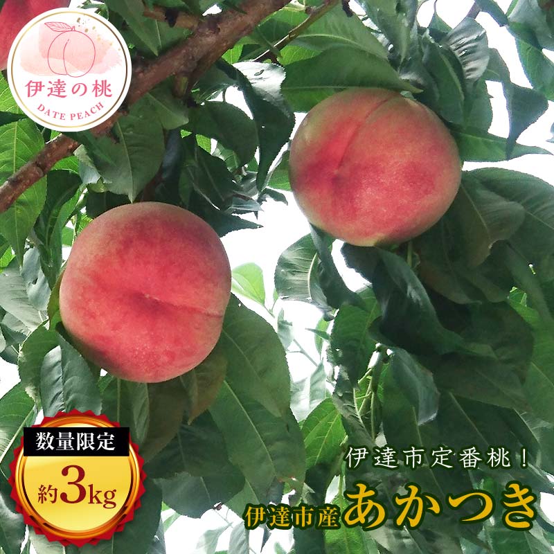 【2026年出荷分先行予約】福島県産 あかつき 約3kg (11～13玉) 有限会社志賀青果 伊達の桃 桃 フルーツ 果物 もも モモ momo F20C-159