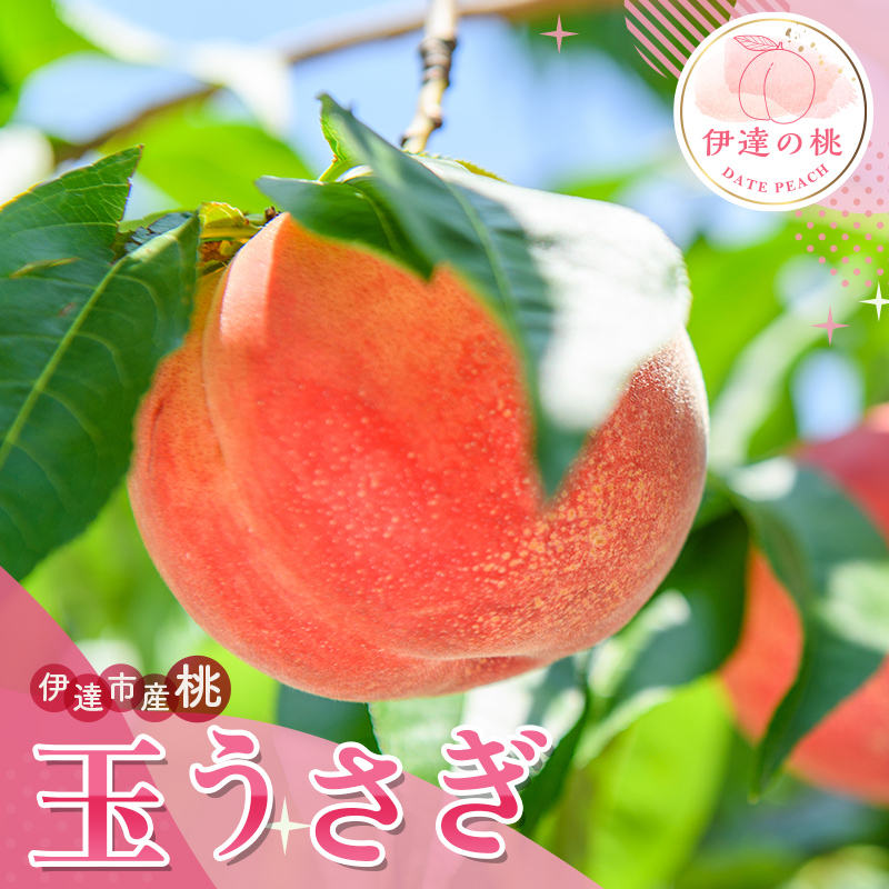 福島県産 玉うさぎ 3kg 2025年8月下旬〜2025年9月上旬発送 2025年出荷分 先行予約 新品種 たまうさぎ 固め 伊達の桃 桃 もも モモ 果物 くだもの フルーツ 国産 食品 デザート 果実 F20C-835