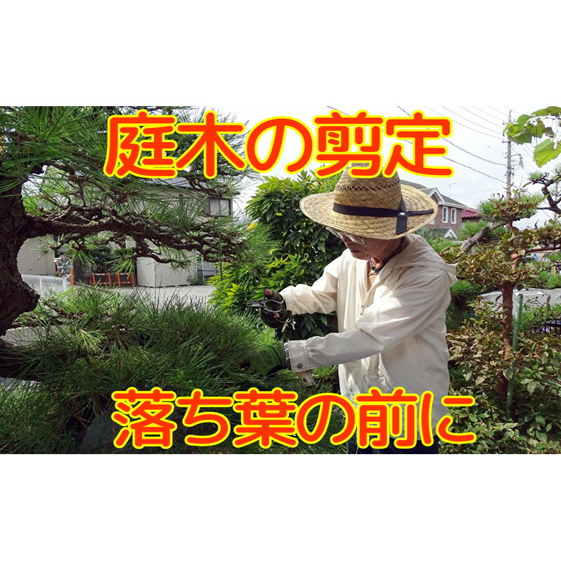 秋田県 能代市 空き家管理 庭木の剪定 故郷の庭木の枝や葉をキレイに剪定します 対象地域：能代市