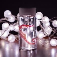 透明骨格標本 【タツノオトシゴ】 C0-56【配送不可地域：離島】【1498704】