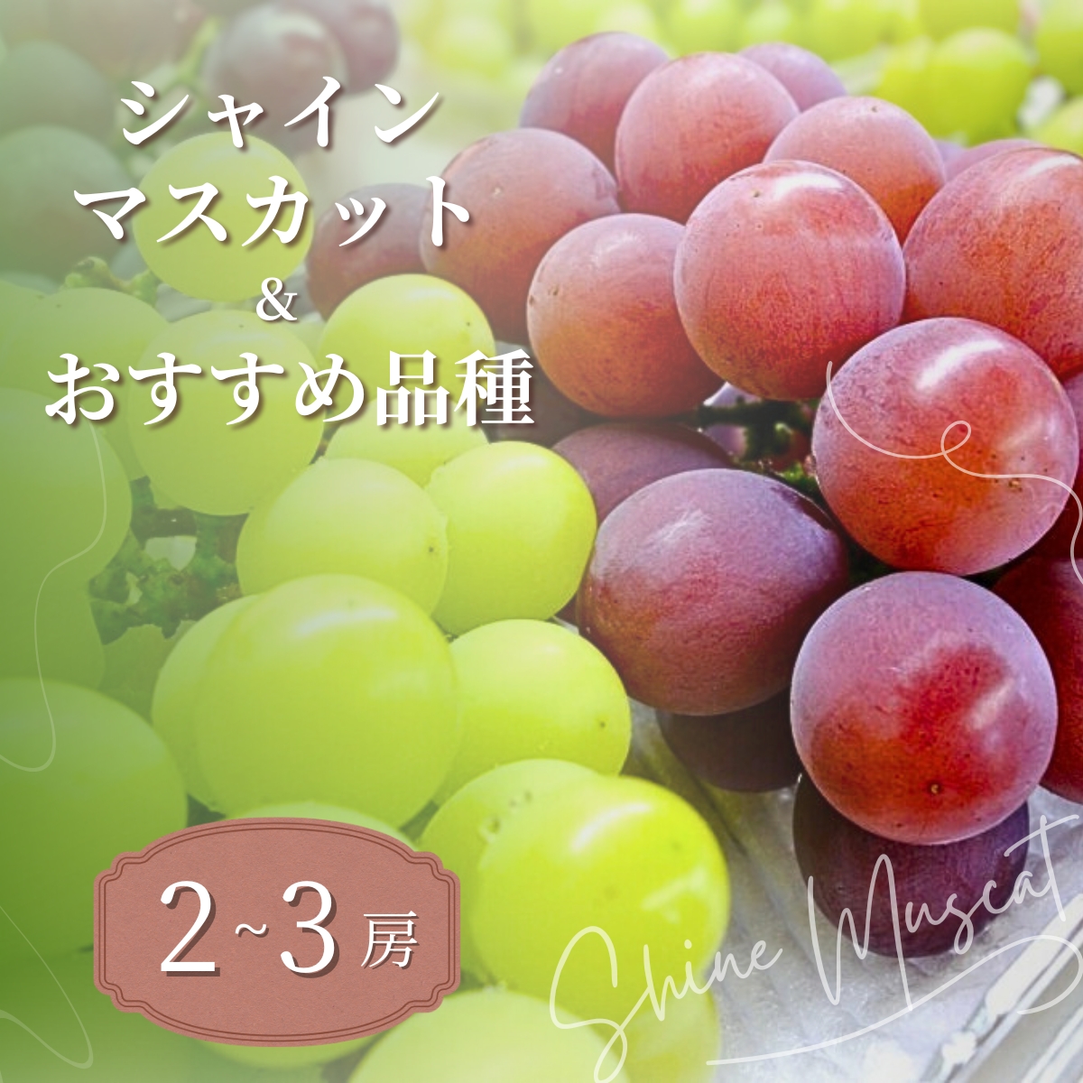 シャインマスカット 農園おすすめ品種 食べ比べ 2〜3房