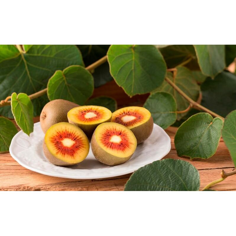 埼玉県産 レッドスターR(贈答用) 果物 フルーツ デザート 食後 キウイフルーツ 贈り物 プレゼント 甘さと酸味のバランス