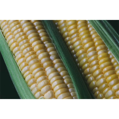 【発送月固定定期便】【2026年発送】朝採れ 八ヶ岳生とうもろこし 10本全3回【配送不可地域:離島】【4075437】