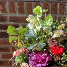 蓼科高原バラクライングリッシュガーデン季節の寄植え(コンテナガーデン)C【1472452】