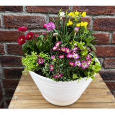 蓼科高原バラクライングリッシュガーデン季節の寄植え(コンテナガーデン)A【1526122】