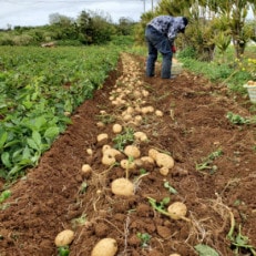 伊仙町特産品 鹿児島県産 有機ばれいしょ 10kg【1484237】