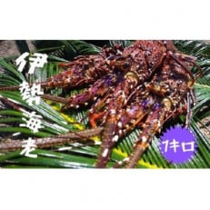 富山さん家の「伊勢海老」約1kg【配送不可地域：離島】【1427241】