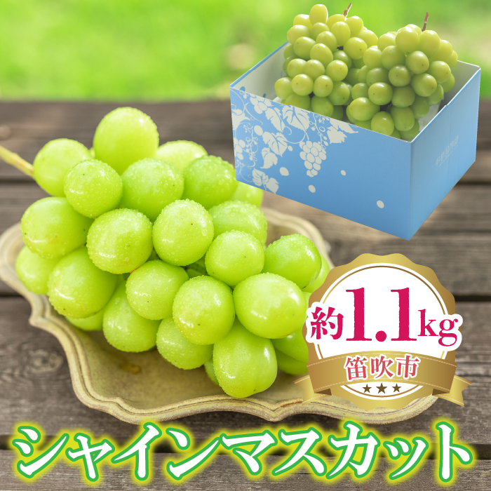 <25年発送先行予約>シャインマスカット 約1.1kg 222-008-1