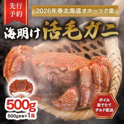 【先行予約】北海道オホーツク産海明け活毛ガニボイル未冷凍チルド冷蔵配送500g前後×1尾_03499【配送不可地域：離島】【1582345】