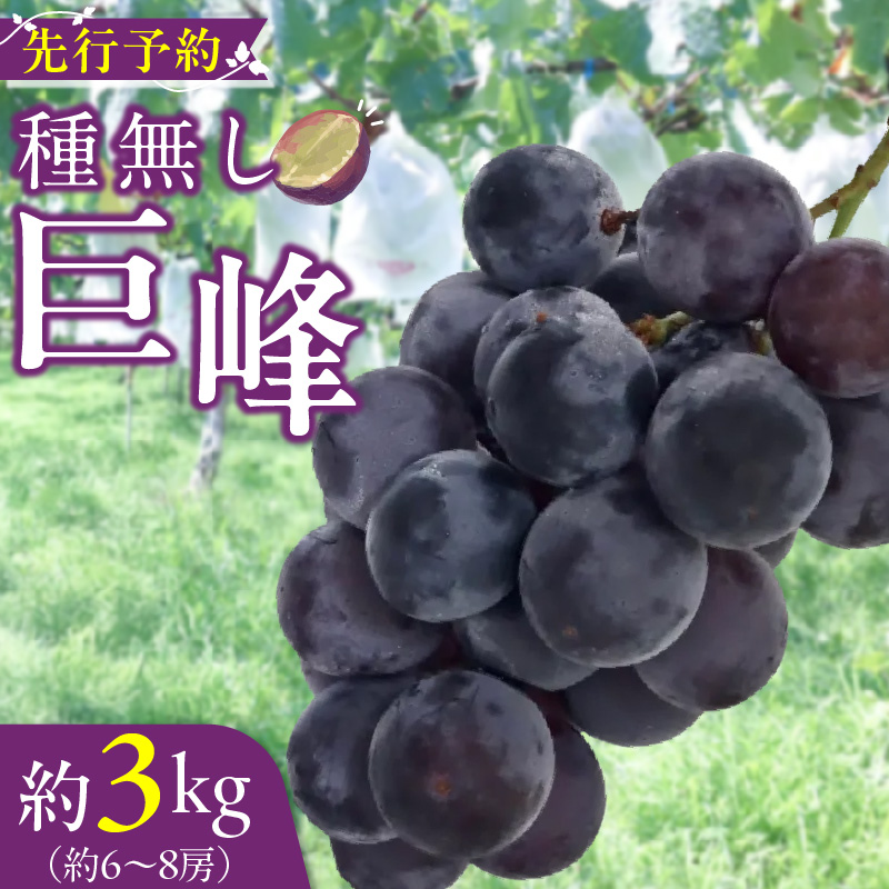 種無し巨峰 約3kg（約6～8房） 2026年 先行予約 種なしぶどう ［098O03］