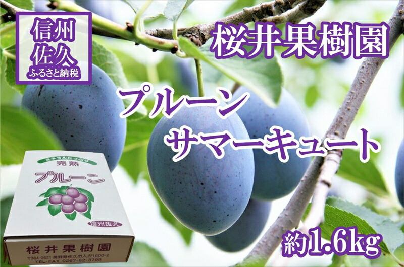 長野県産プルーン『サマーキュート』 家庭用 約1.6kg(400g×4)[2025年8・9月出荷/北海島・沖縄・離島は配送不可]信州 果物 旬彩 先行予約 期間限定 国産 [ フルーツ 長野県 佐久市 ]
