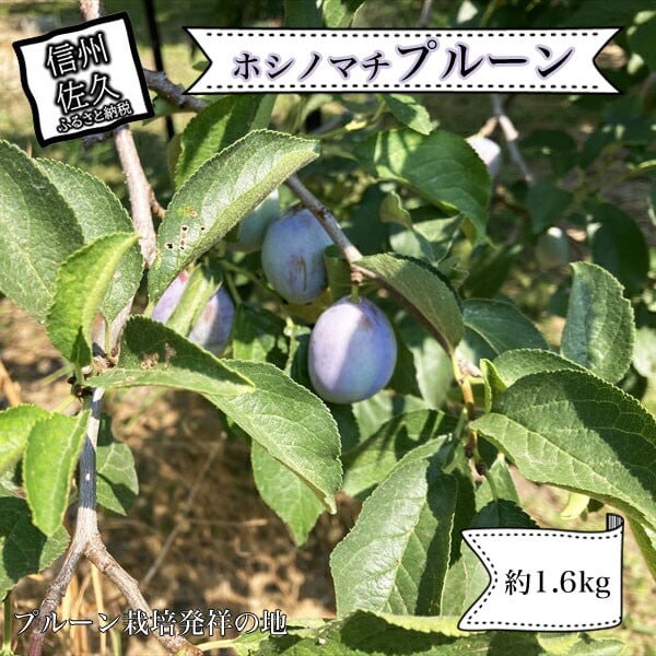 【先行予約・2026年9月下旬発送】令和8年産ホシノマチプルーン(サンプルーン)約1.6kg <沖縄県・離島は発送不可> 長野県 信州 佐久市 発祥 セイヨウスモモ