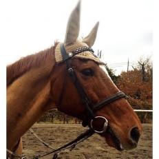 乗馬体験レッスン【1055795】