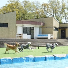 6DOGRUNHOTEL 1泊2日食事付 ドッグランプラン/2名様宿泊券【1504652】