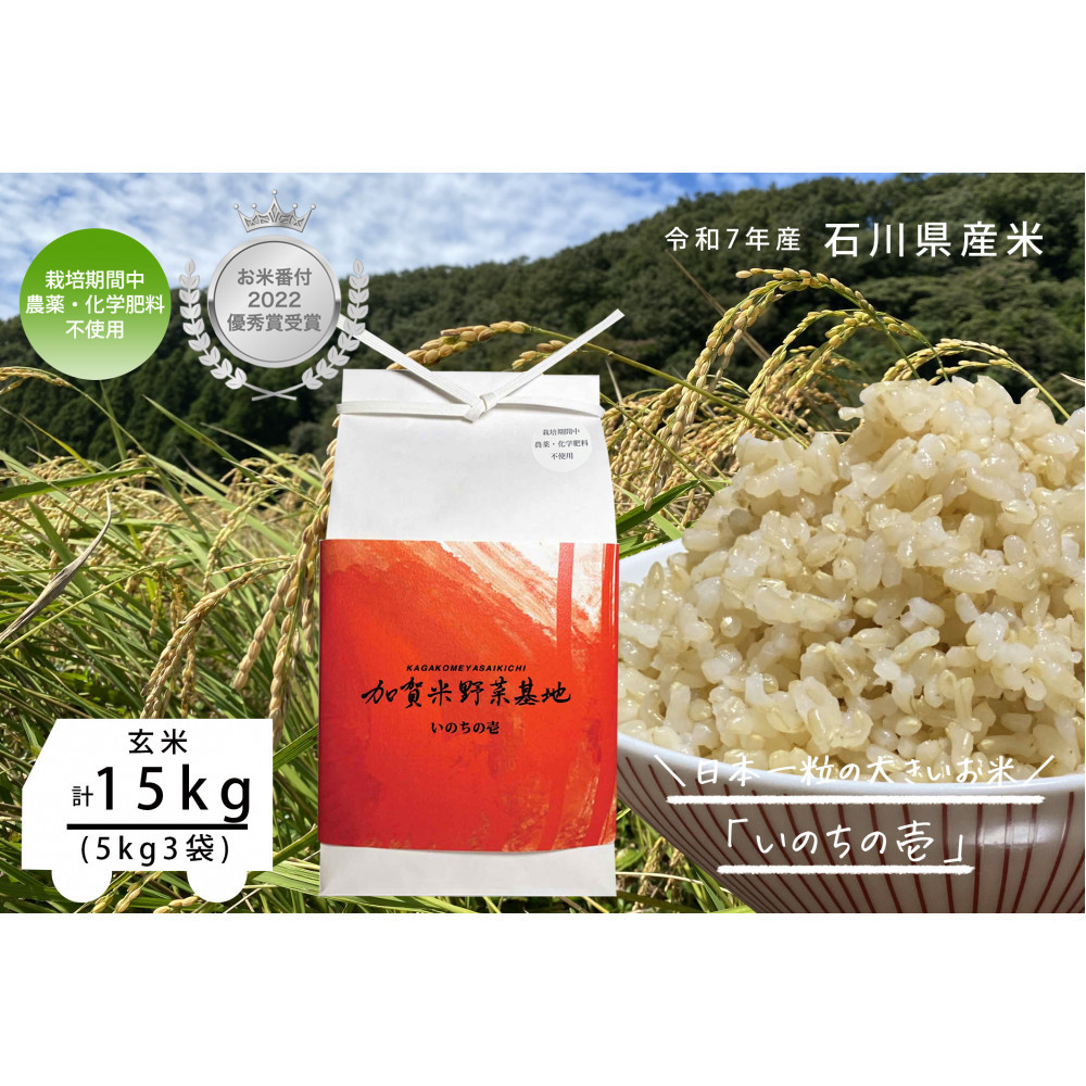 《令和7年産 新米》【お米番付優秀賞受賞農家】日本一粒の大きいお米『いのちの壱』玄米15kg