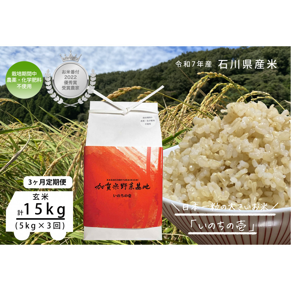 【3ヶ月定期便】【お米番付優秀賞受賞農家】日本一粒の大きいお米『いのちの壱』玄米5kg×3回