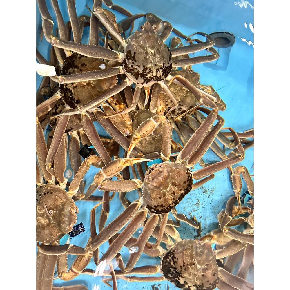 極上の海の恵みを直送でお届け！ 贅沢な味わいのズワイガニ（1.2〜1.5kg×1杯）（特大）ボイル