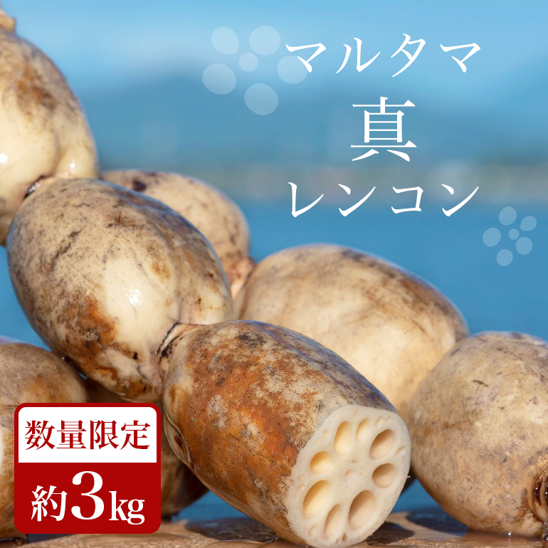 [数量限定・先行予約] マルタマ真レンコン 約3kg 17-AC