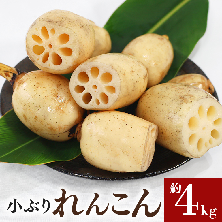 [数量限定・先行予約] ご家庭用ちょっと小さめ れんこん 約4kg 17-AF