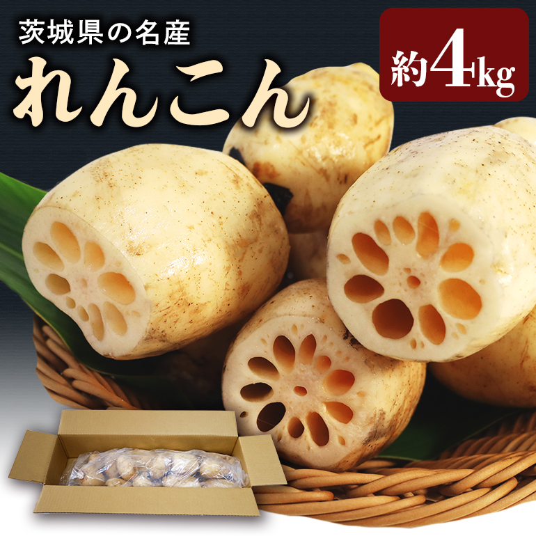 [数量限定] 縁起物野菜「れんこん」 約4kg 17-M