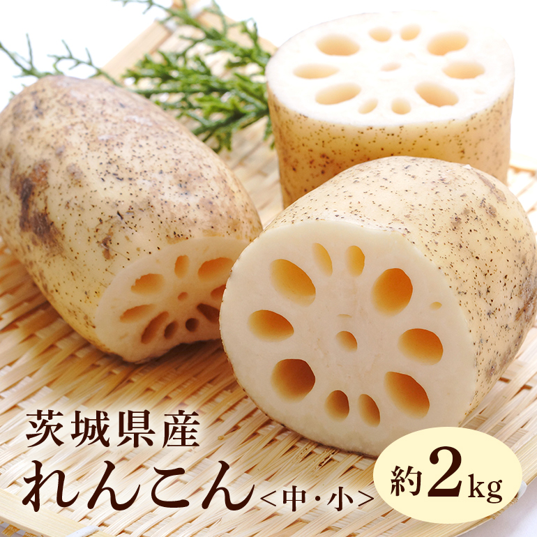 れんこん(中・小サイズ) 2kg 51-C