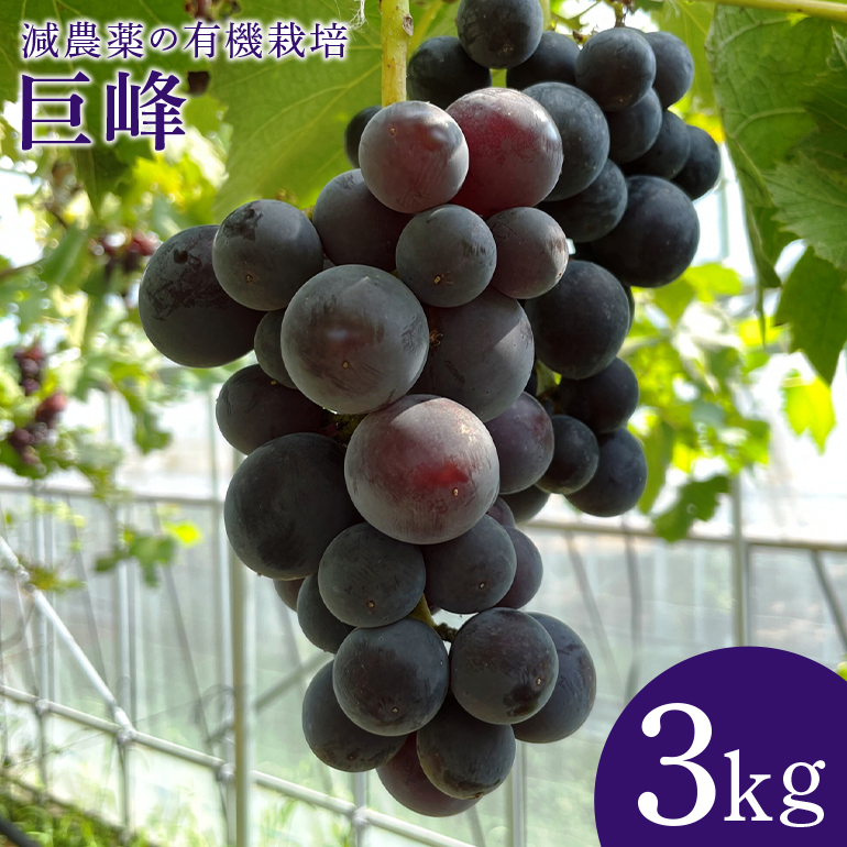 【数量限定・期間限定】 巨峰 3kg 【8月20日～9月末発送予定】 70-G