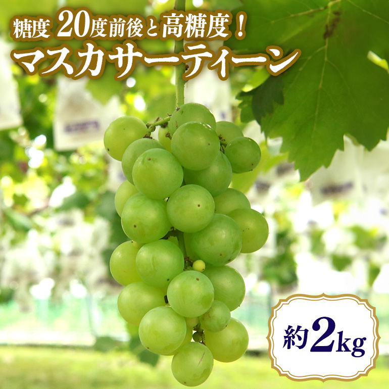 [数量限定・期間限定] マスカサーティーン 約2kg 54-C
