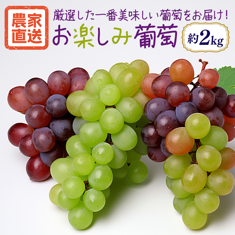 [数量限定・期間限定] お楽しみ葡萄 約2kg 54-D