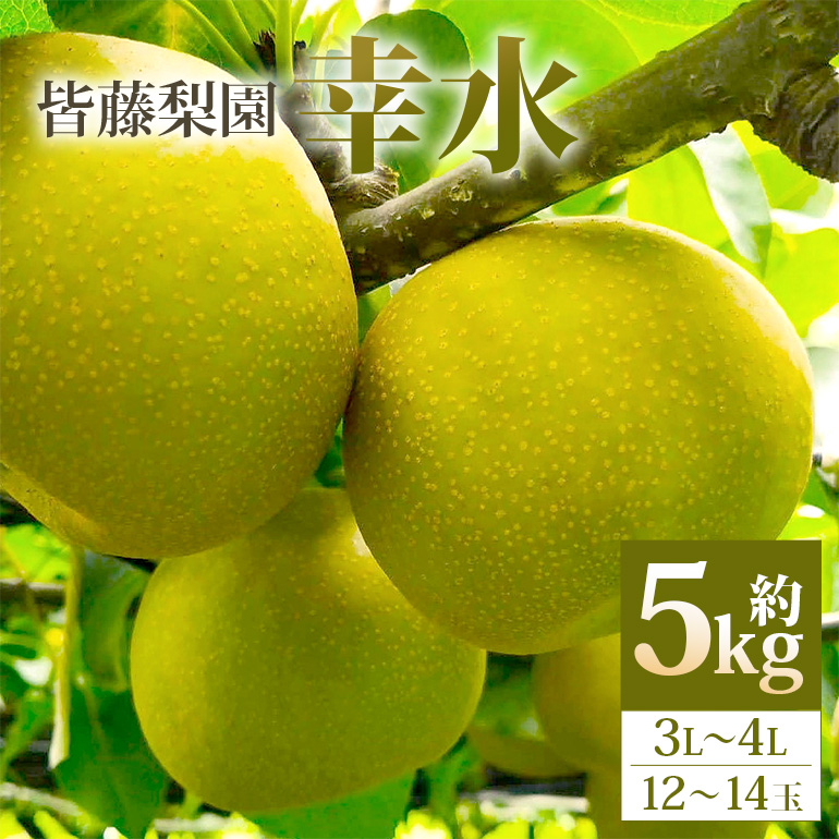 [数量限定・先行予約][皆藤梨園]幸水(約5kg/3L〜4L/12〜14玉) [8月上旬以降発送予定] 75-A