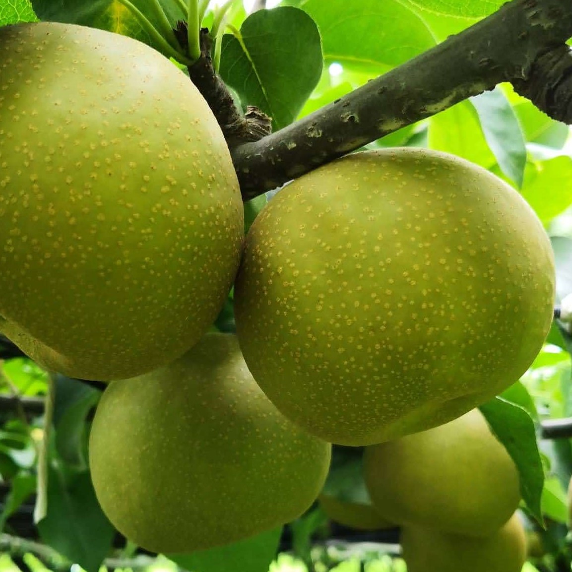 [数量限定・先行予約][皆藤梨園]幸水(約5kg/3L〜4L/12〜14玉) 75-A