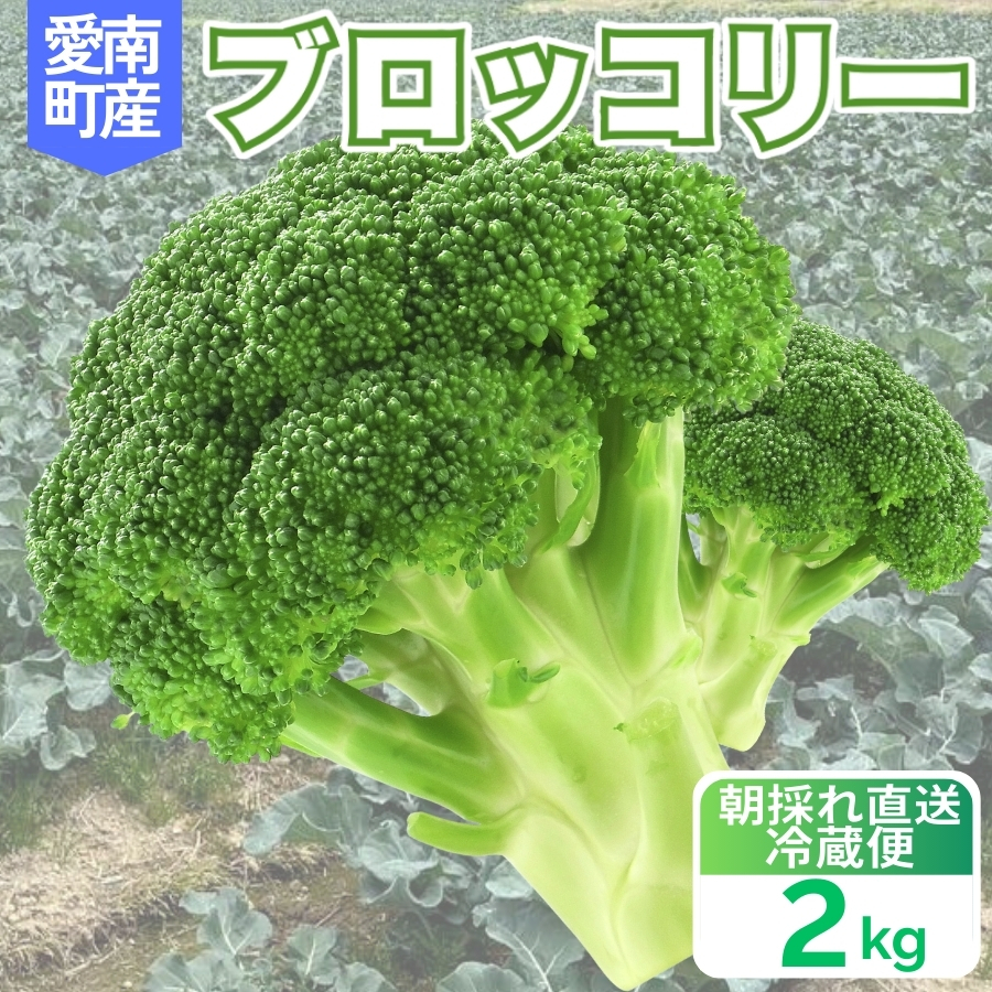 ブロッコリー 2kg 朝採れ 当日 発送 新鮮 採れたて 産地直送 農家直送 国産 野菜 シャキシャキ 食感 茎 まで 甘い 栄養満点 ご家庭用 サラダ スープ お弁当 彩り野菜 旬 の 味覚 離乳食 食事管理中 に おすすめ 緑黄色野菜 冷凍 保存 可能 ストック 便利 人気 期間限定 旬 の 味覚 食卓 へ 愛媛県 愛南町 愛なんよ