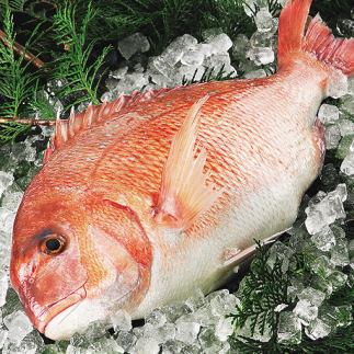 愛媛県産養殖魚真鯛～3枚卸済み～