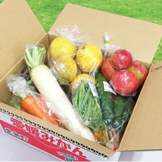 取りたて新鮮！旬の野菜詰め合わせセット