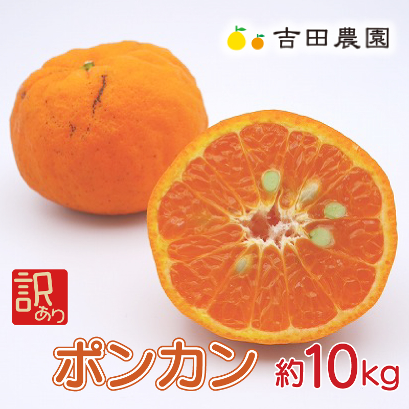 数量限定 先行予約  訳あり ポンカン 10kg 18000円 ぽんかん 国産 わけあり みかん mikan 蜜柑 ミカン 産地直送 農家直送 期間限定 特産品 ギフト プレゼント ゼリー ジュース アイス 冷凍 みかん 等に 人気 限定 甘い フルーツ 果物 柑橘 美味しい おいしい 小玉 含む ジューシー サイズ ミックス 吉田農園 愛南町 愛媛県