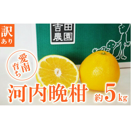 数量限定 先行予約 訳あり 河内晩柑 5kg 7000円 みかん わけあり かわちばんかん 愛南ゴールド あいなん ゴールド 夏 文旦 和製 グレープフルーツ 家庭用 産地直送 国産 農家直送 期間限定 数量限定 ビタミン 健康 おいしい 特産品 ゼリー ジュース アイス 等に 人気 限定 さわやか 甘い フルーツ 果物 柑橘 mikan 蜜柑 ミカン 規格外 吉田農園 愛南町 愛媛県