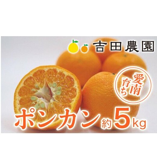 数量限定 先行予約 ポンカン 5kg 13000円 ぽんかん 国産 みかん mikan 蜜柑 ミカン 産地直送 農家直送 期間限定 特産品 ギフト プレゼント ゼリー ジュース アイス 冷凍 みかん 等に 人気 限定 甘い フルーツ 果物 柑橘 美味しい おいしい 小玉 含む ジューシー サイズ ミックス 吉田農園 愛南町 愛媛県