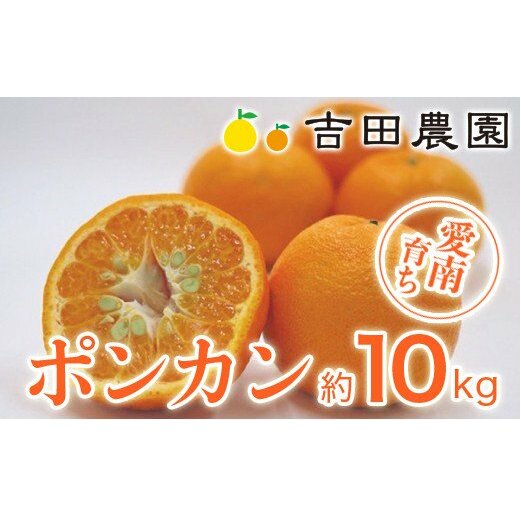 数量限定 先行予約 ポンカン 10kg 24000円 ぽんかん 国産 みかん mikan 蜜柑 ミカン 産地直送 農家直送 期間限定 特産品 ギフト プレゼント ゼリー ジュース アイス 冷凍 みかん 等に 人気 限定 甘い フルーツ 果物 柑橘 美味しい おいしい 小玉 含む ジューシー サイズ ミックス 吉田農園 愛南町 愛媛県